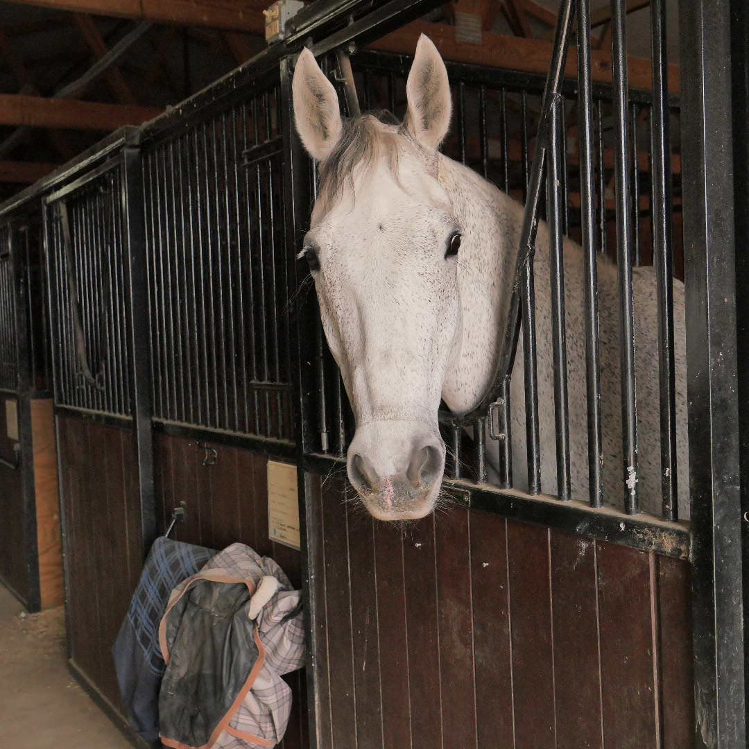 White horse peeks over stable door in a barn, with tack hanging below.