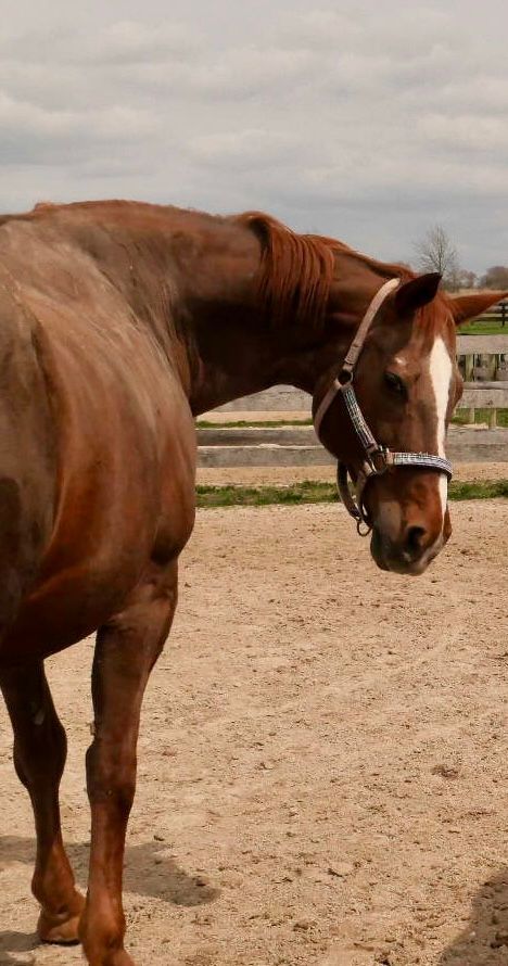 Brown horse with white blaze standing in a sandy paddock and looking down