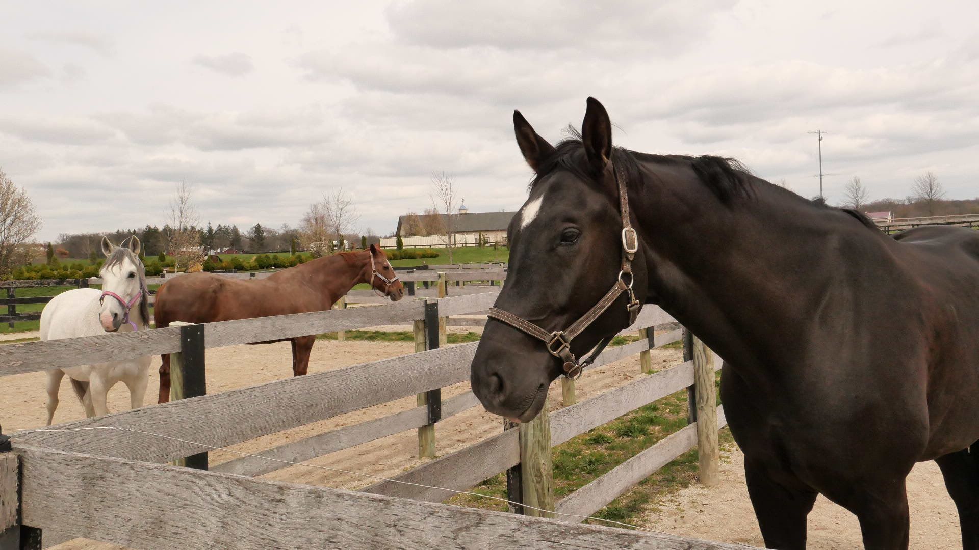Black horse in foreground by a wooden fence, with brown and white horses in a paddock behind.