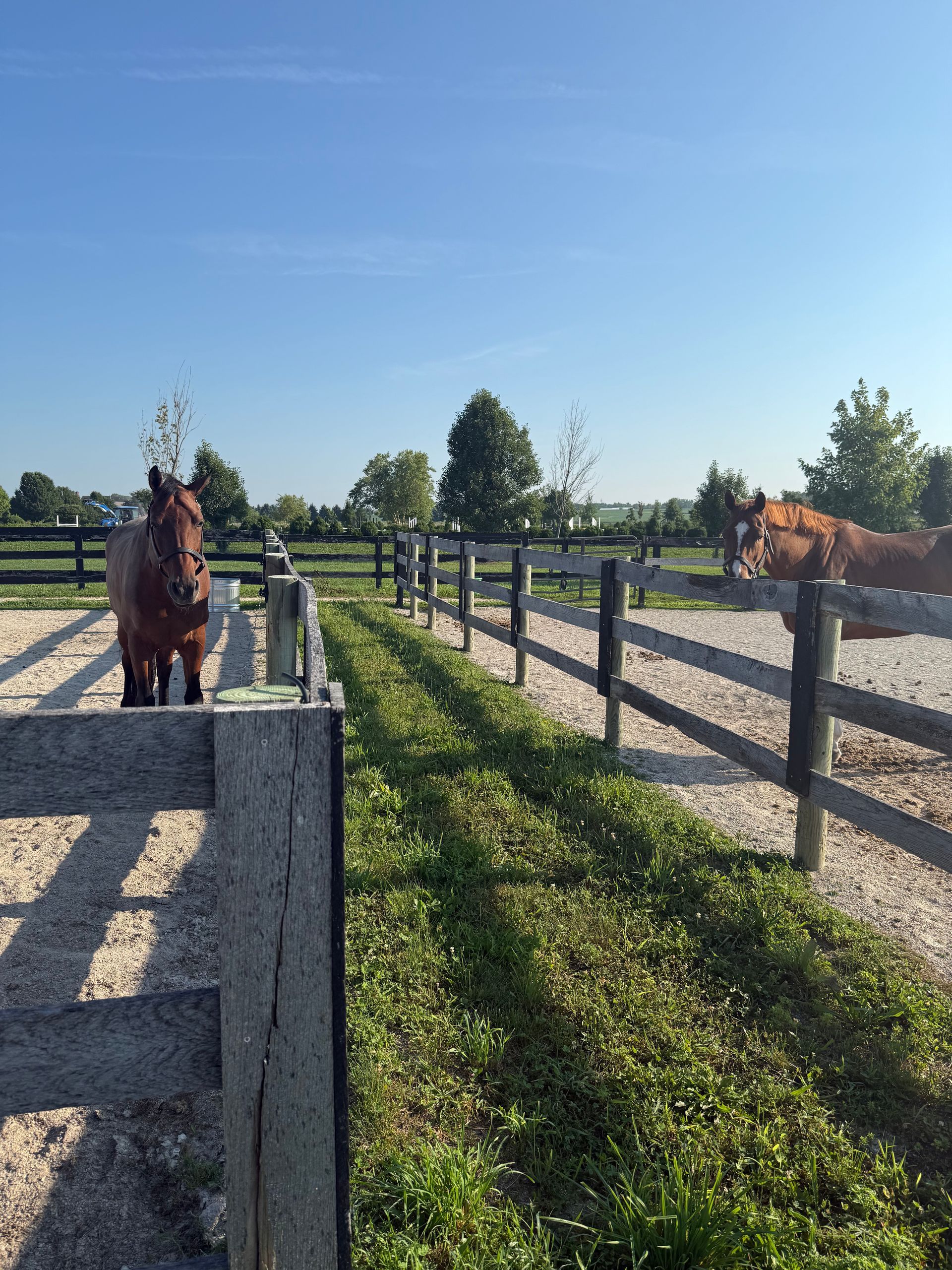 Two horses in fenced paddocks on a sunny ranch, one brown horse near the left and one chestnut horse on the right
