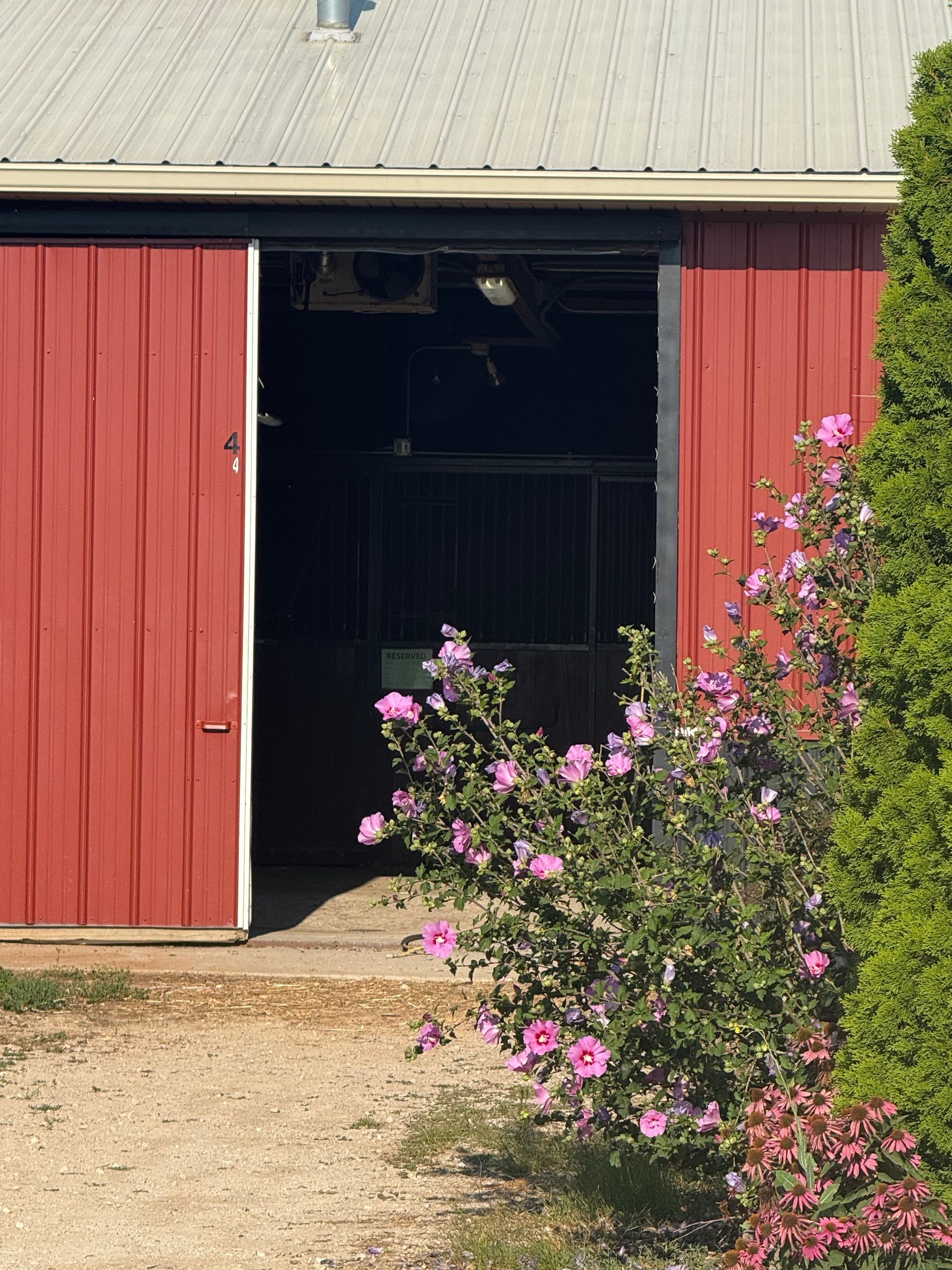 Red barn with open doorway, partly obscured by a flowering pink bush in front.