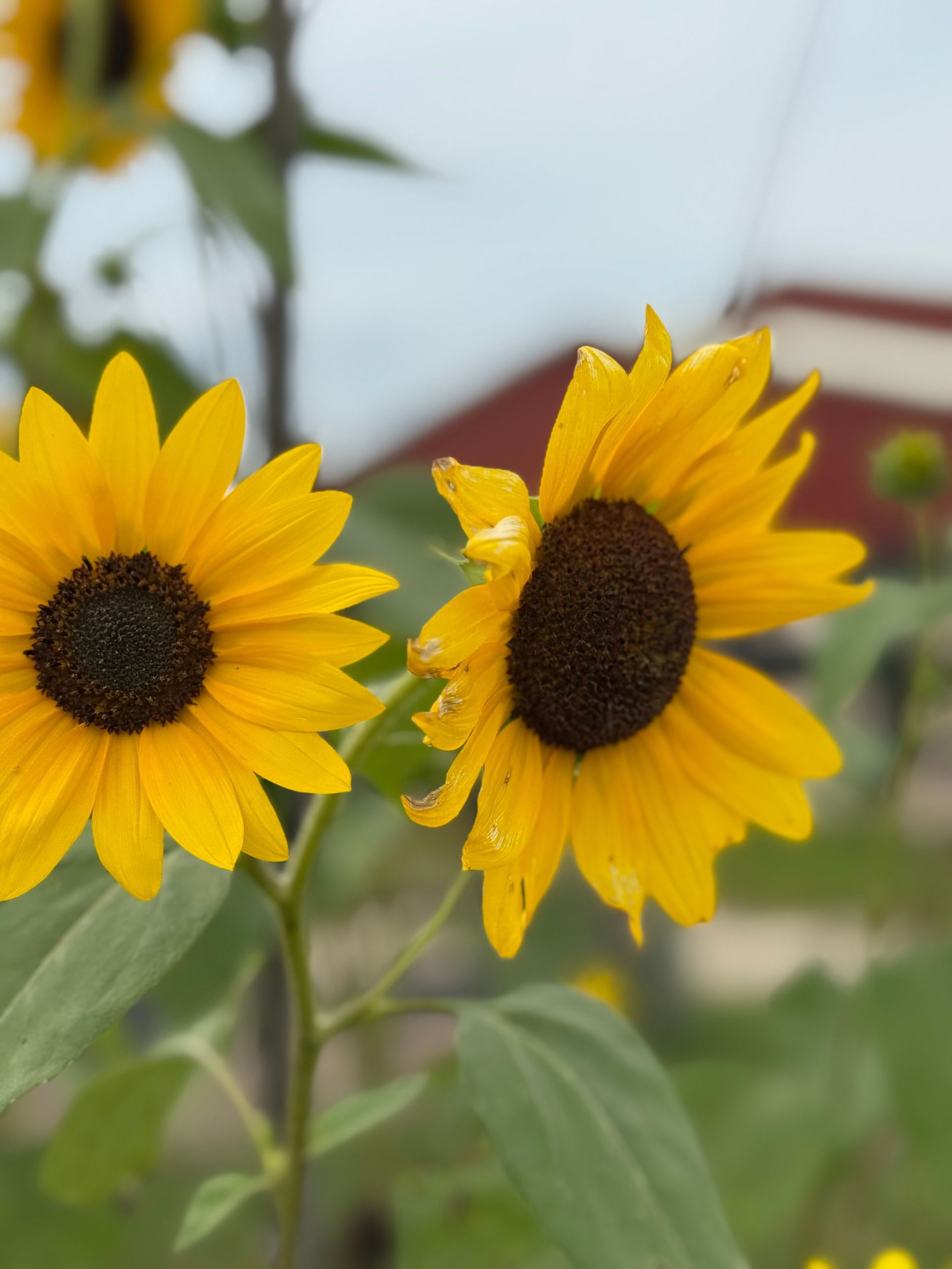 Two yellow sunflowers with dark centers against a soft blurred garden background