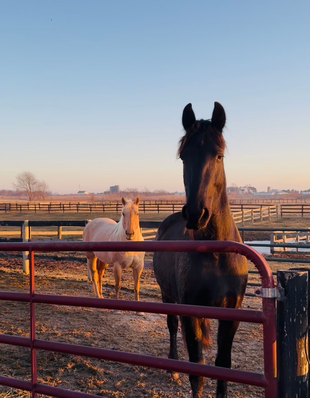 Black horse behind a red fence in a pasture at sunset, with a white horse in the background