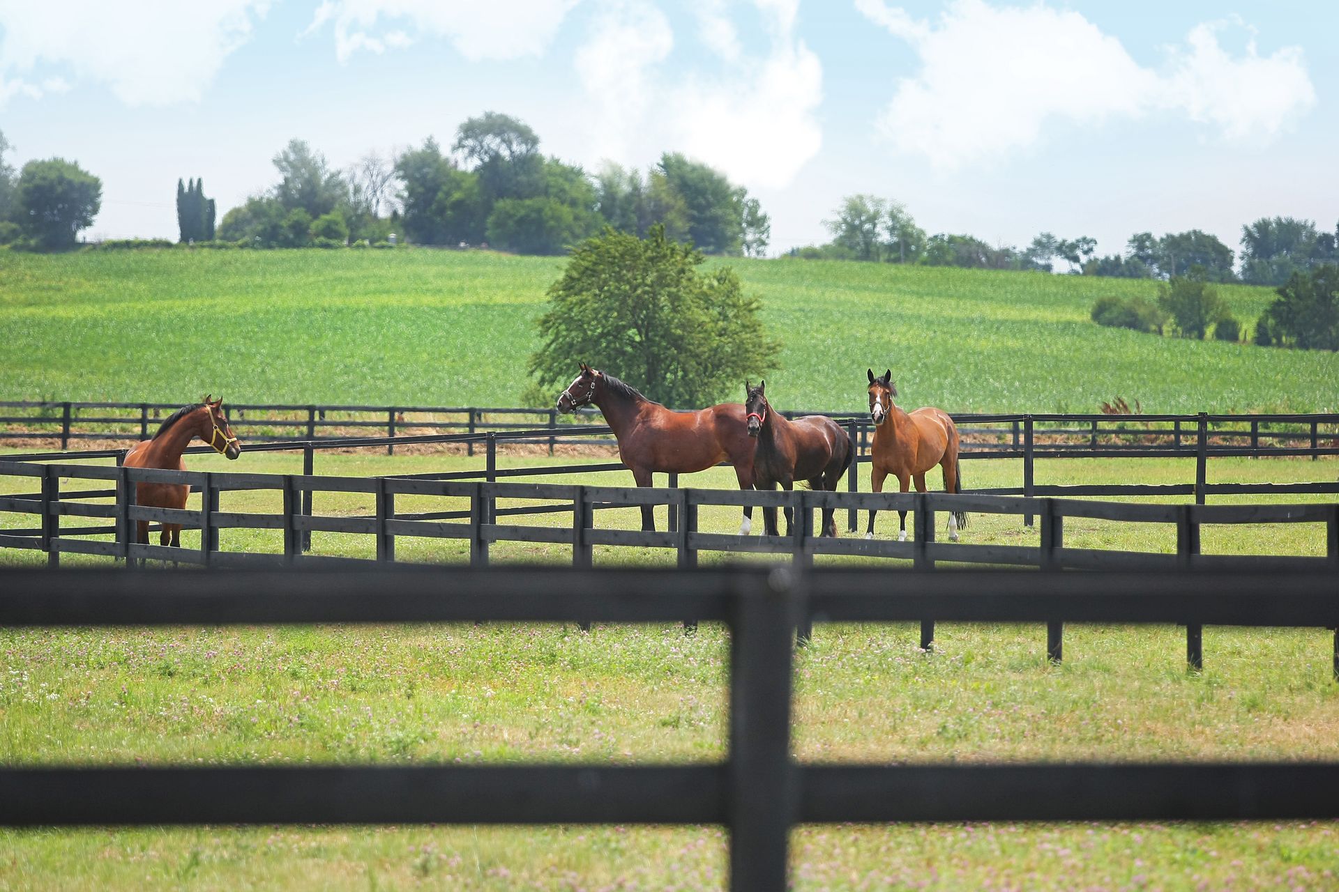 Horses standing in a fenced green pasture with trees and rolling hills under a blue sky