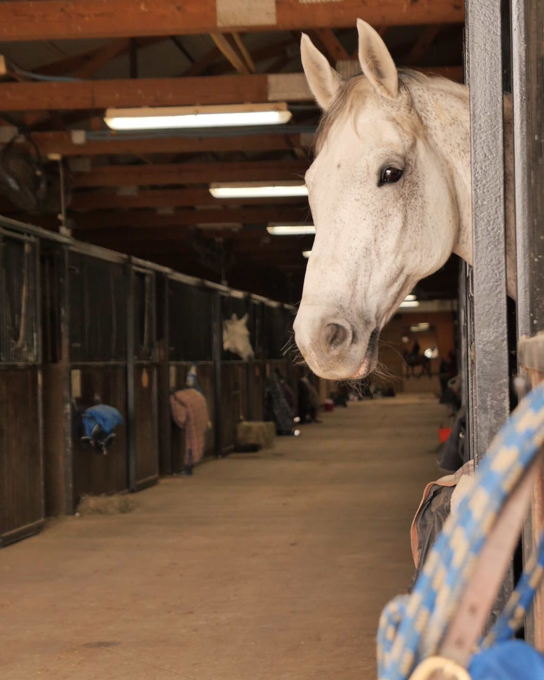White horse peering from a stable stall in a barn aisle