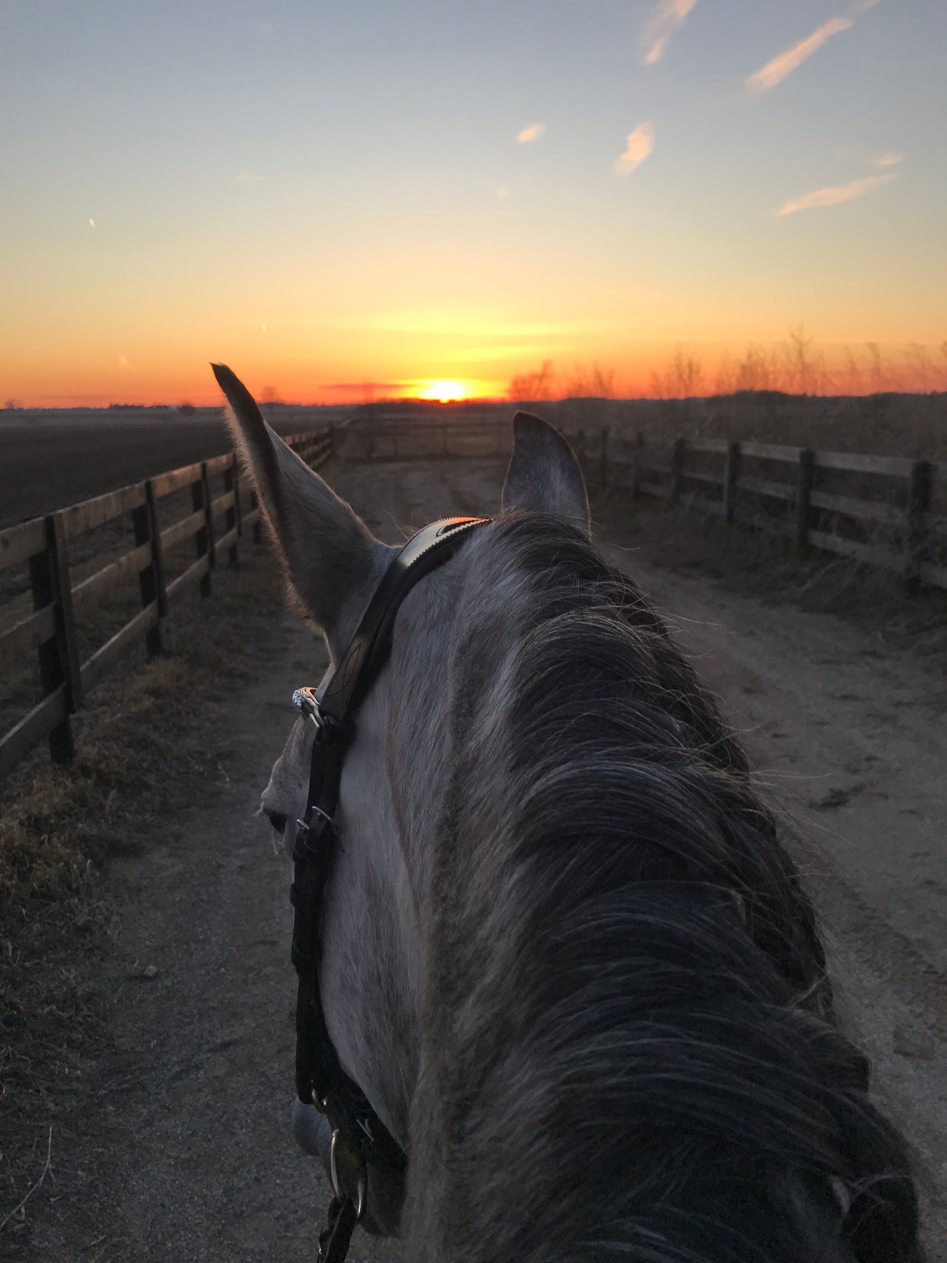 Horse seen from behind on a fenced path at sunset, with orange sky and distant trees.