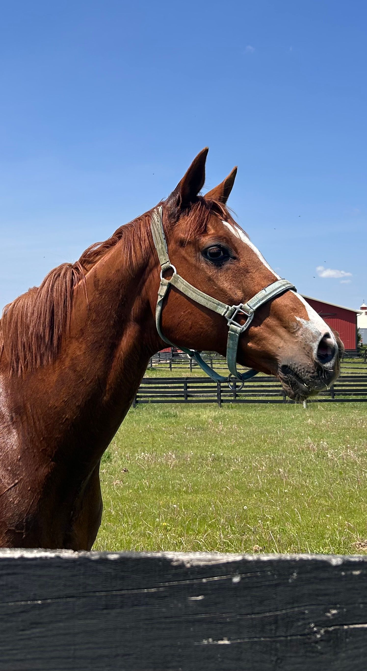 Brown horse wearing a halter in a grassy field under a blue sky