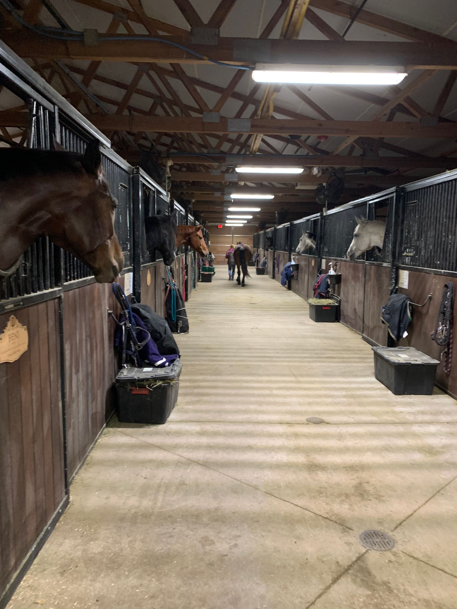 Horse stable aisle with stalls on both sides and a horse peeking from the left stall.
