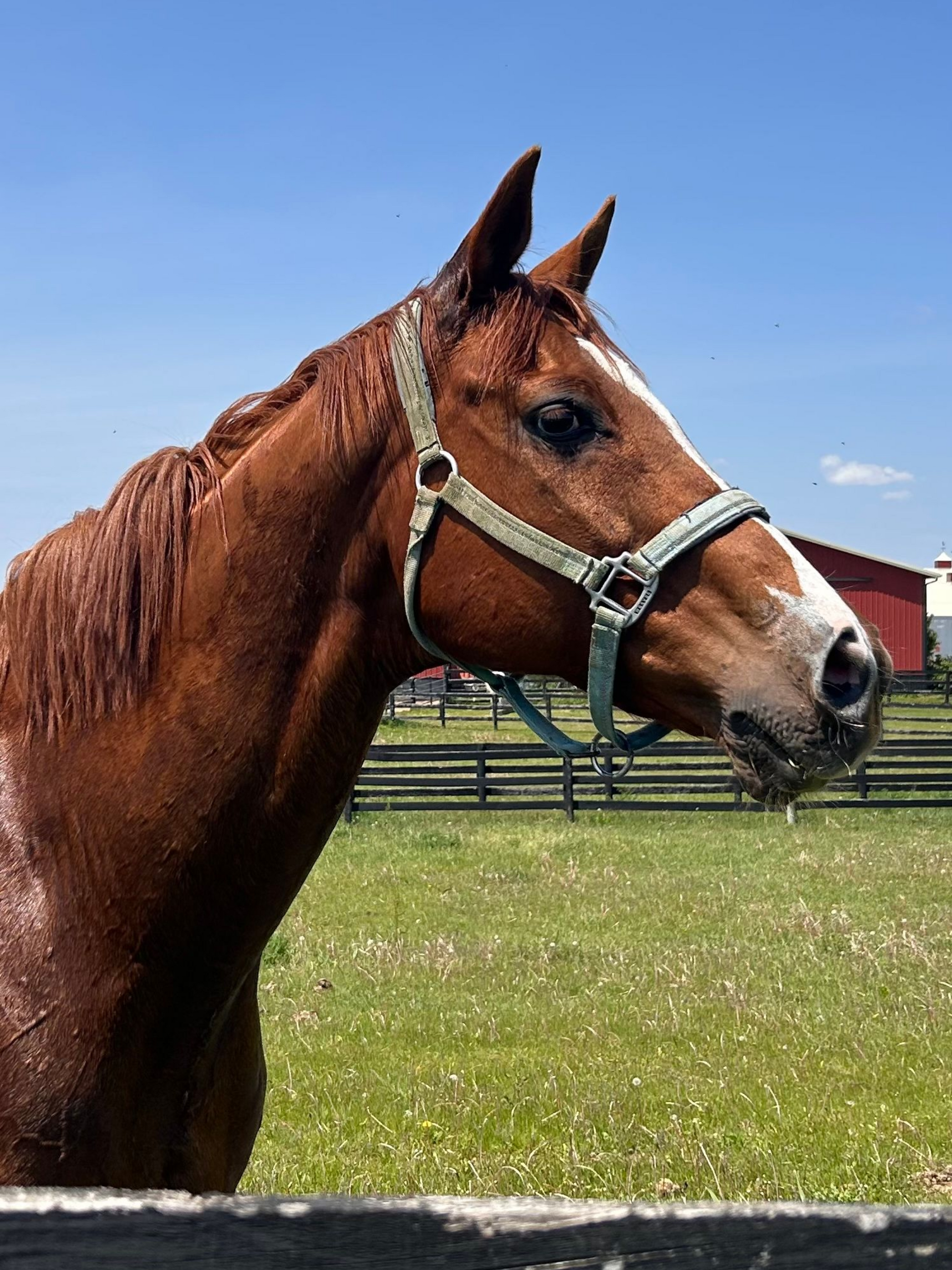 Brown horse in a halter standing in a grassy field under a blue sky