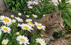 Tabby cat resting among white daisies in a garden
