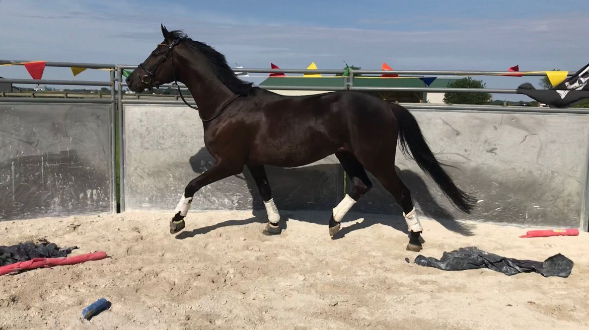 Black horse trotting in a sandy arena with colorful flags along the fence