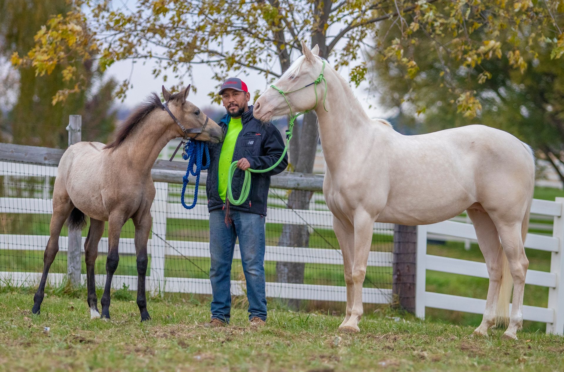 Man standing between two horses by a white fence in a grassy paddock, holding green lead ropes.