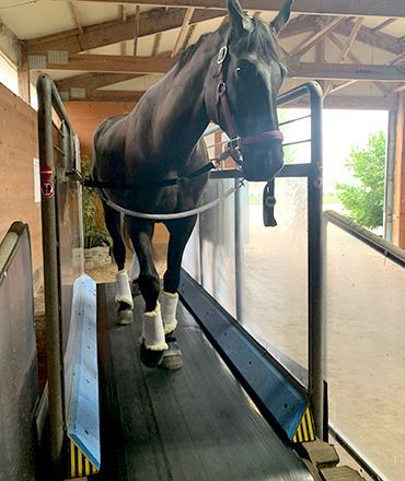 Black horse walking on a treadmill inside a stable, wearing white leg wraps.