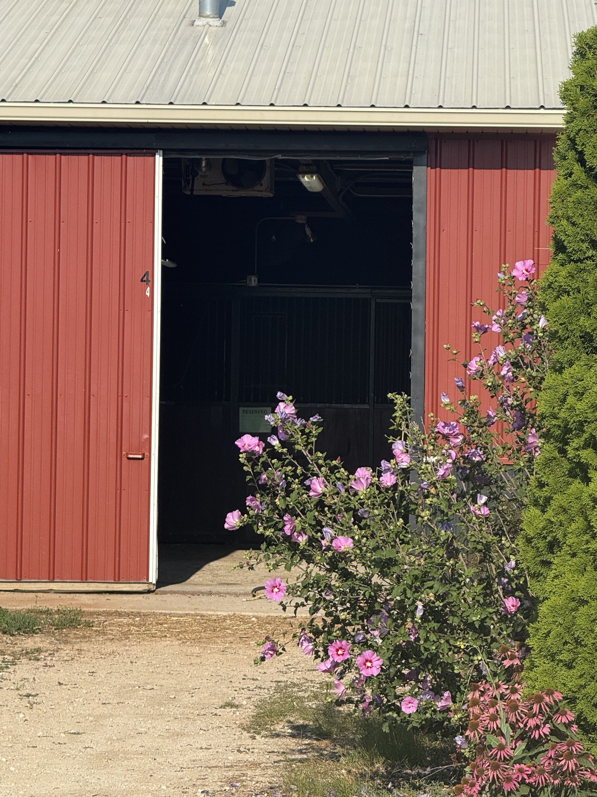 Red barn with open doorway, partly hidden by pink flowering shrubs.