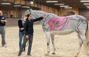 Person standing beside a gray horse marked with pink and black body paint in an indoor arena