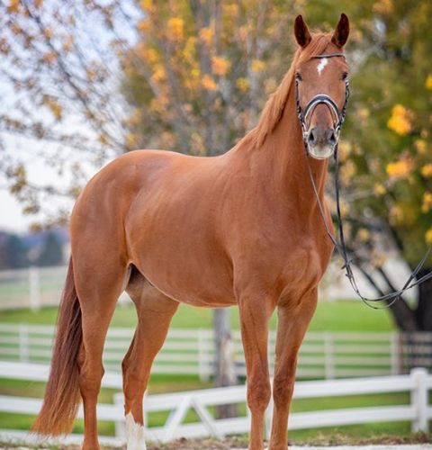 Chestnut horse standing in a paddock with white fence and autumn trees in the background