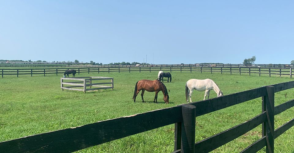 Two horses grazing in a fenced green pasture under a clear sky.