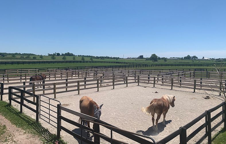 Two horses in a fenced dirt corral under a clear blue sky, with green fields beyond.