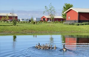 Geese swimming in a pond near red barns and green fields on a sunny day