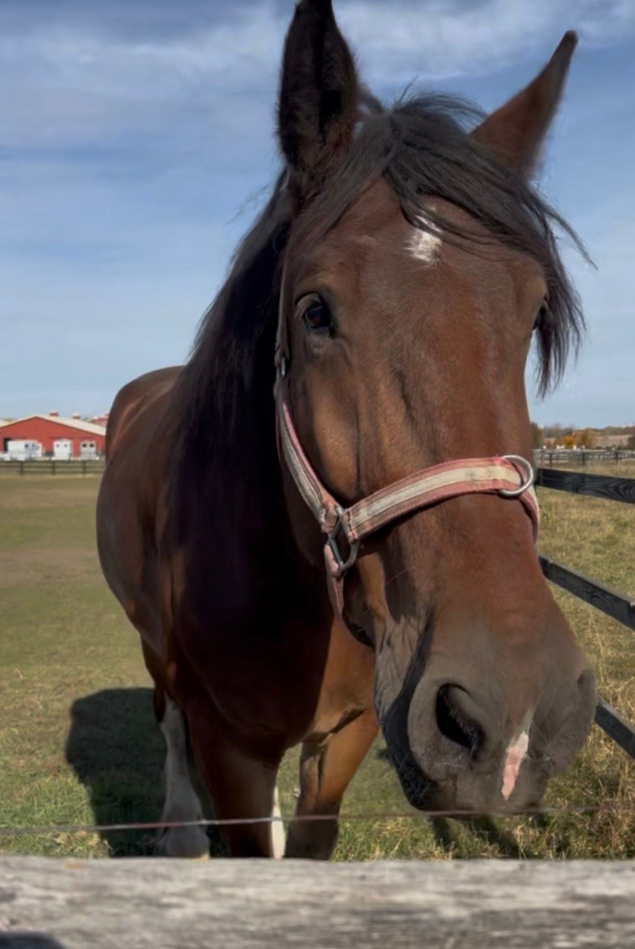 Brown horse wearing a halter, standing outdoors in a grassy field under a blue sky