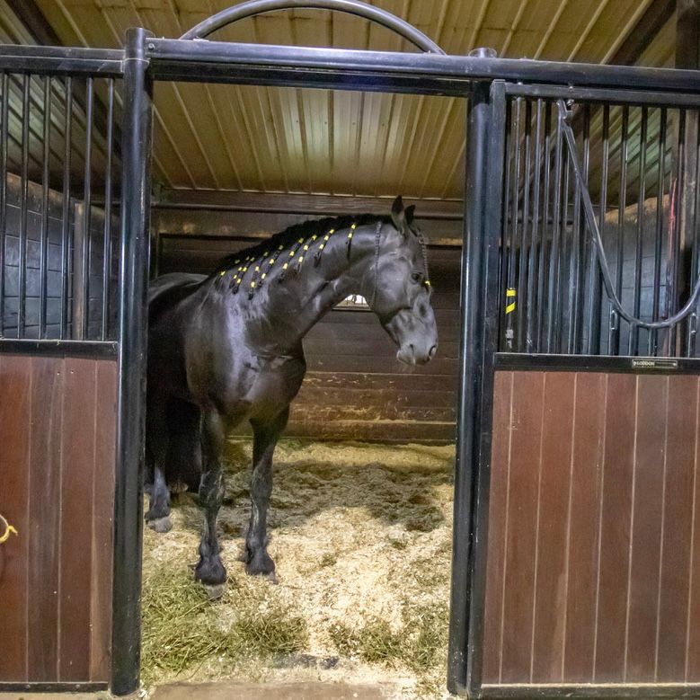Black horse standing in a stable doorway on straw bedding