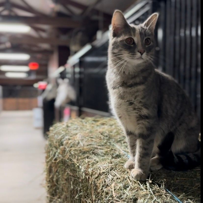 Gray tabby cat standing on a hay bale in a dim barn aisle