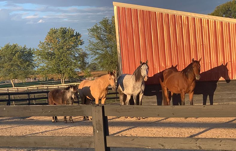 Several horses stand in a fenced paddock beside a red barn at sunset.