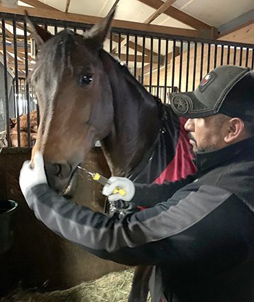 Person in a cap and black jacket brushing a brown horse inside a stable