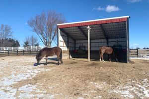 Two horses standing near a red-roofed shelter in a snowy pasture