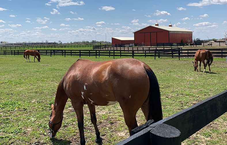 Horses grazing in a fenced pasture with a red barn under a blue sky.