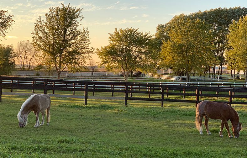 Two horses grazing in a grassy paddock at sunset, with wooden fences and trees in the background
