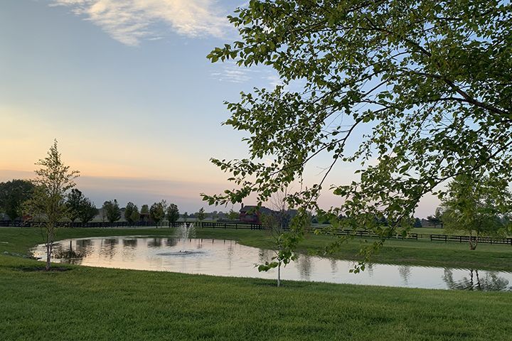 Serene pond at sunset with green grass, trees, and a branch framing the sky