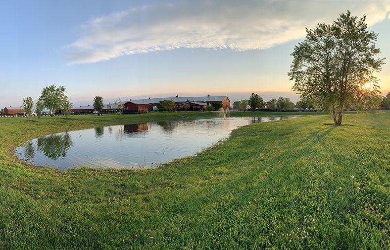 A calm pond beside a grassy field at sunset, with trees and buildings along the horizon.