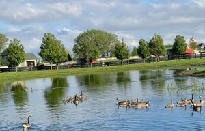 Geese swimming on a calm pond with trees and houses in the background