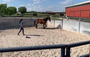Child walking beside a brown horse in a sandy riding arena near a red barn.