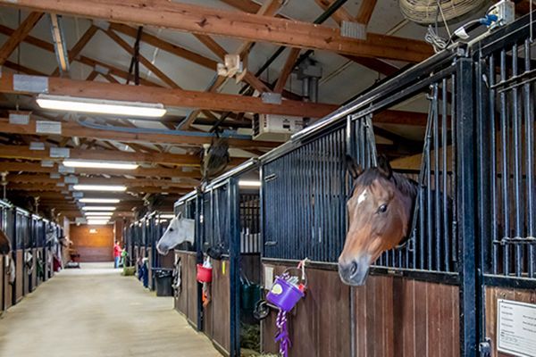 Horse stable aisle with horses in stalls, wooden beams, and a horse looking out from a stall