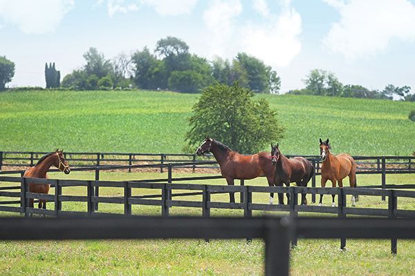 Three horses standing in a fenced pasture with a green field and trees in the background