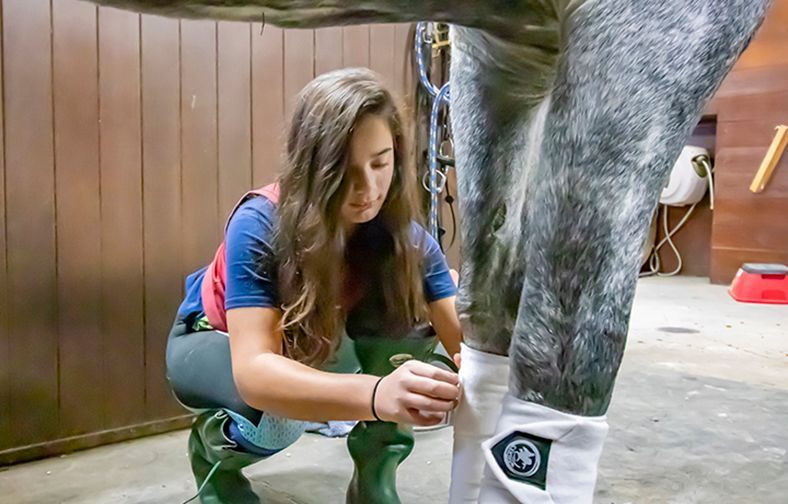 Person kneels beside a horse’s leg, fastening a white wrap in a stable.
