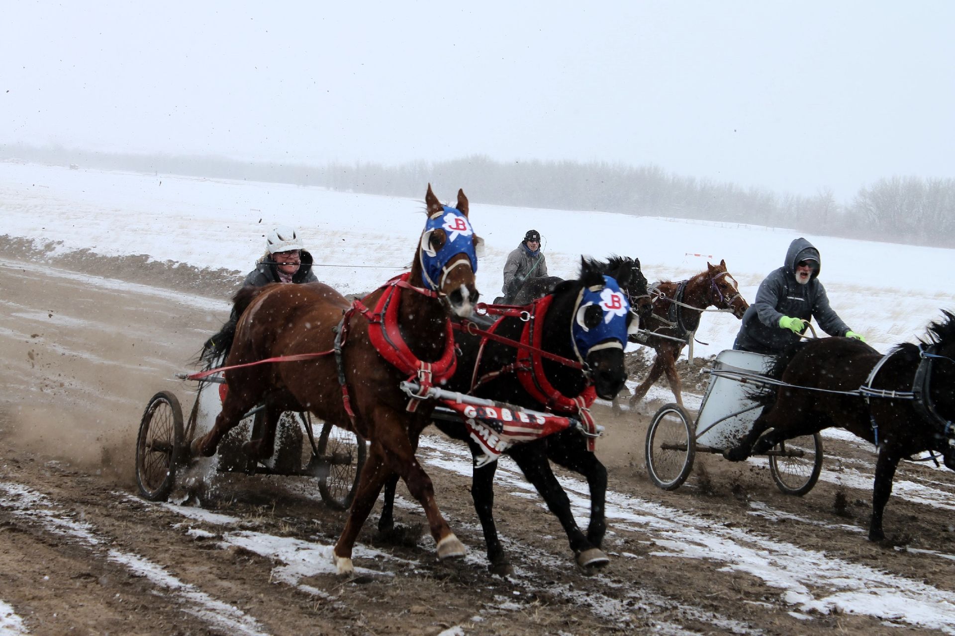 chariot horse races