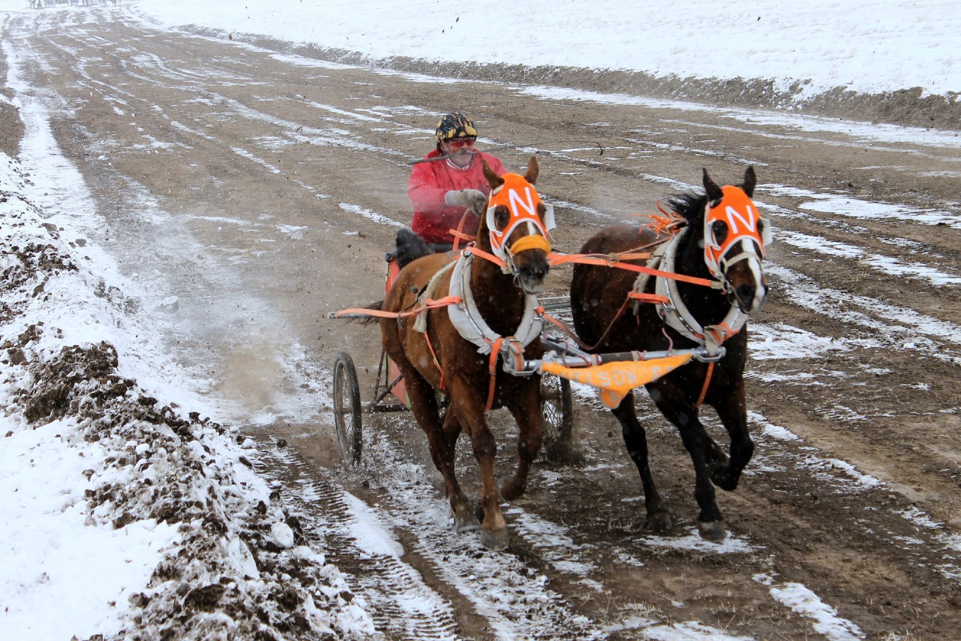 chariot horse races