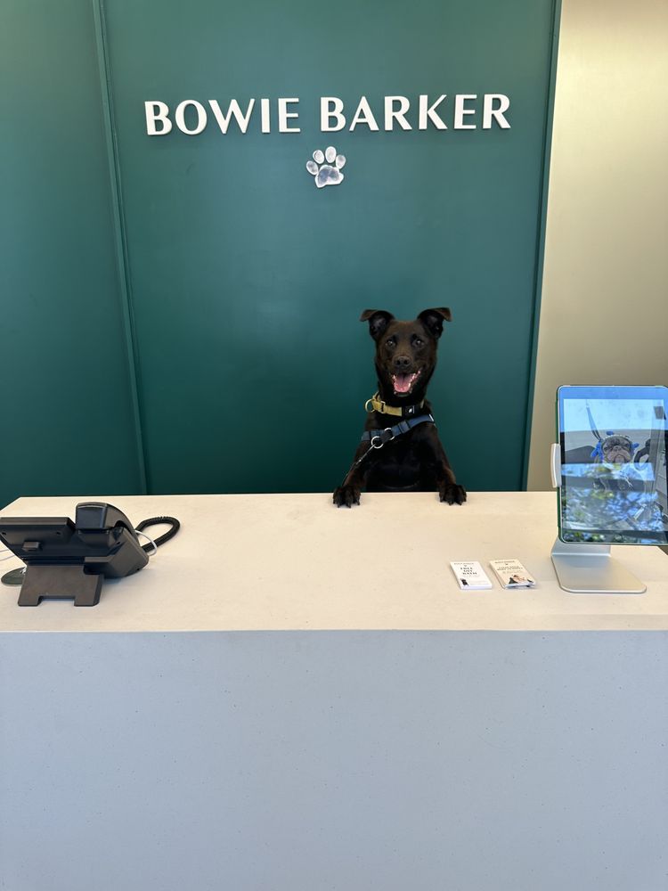 Black dog at the 