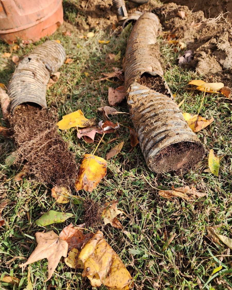 Three cut log sections lying on grass and soil among fallen autumn leaves.