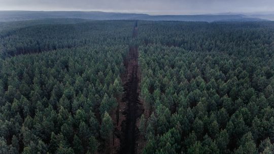 Uma vista aérea de uma floresta com uma estrada passando por ela.