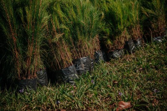 Um monte de plantas no topo de um campo verdejante.