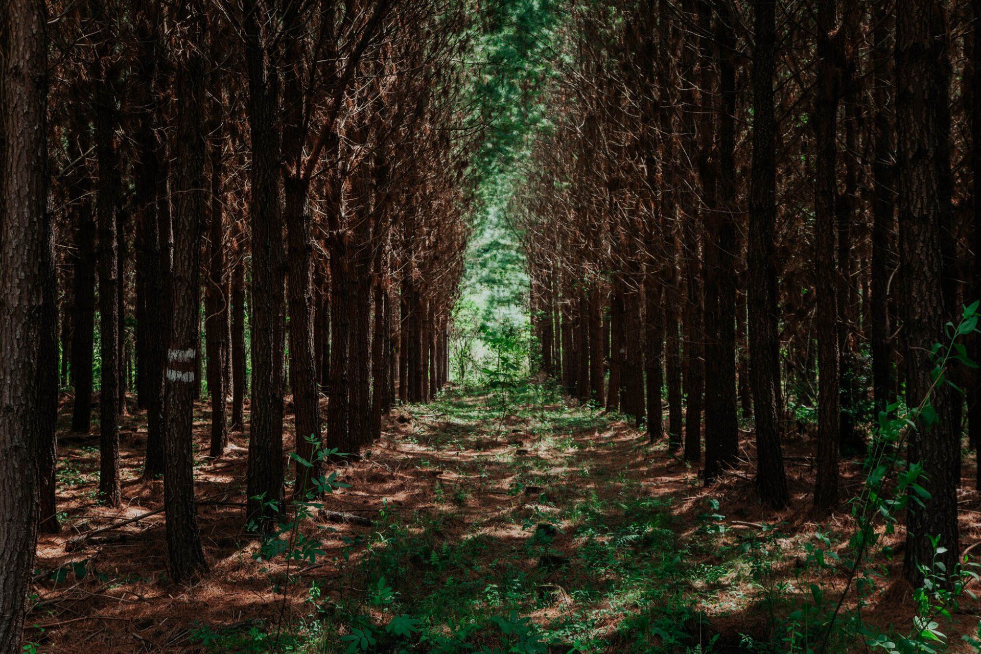 Um caminho no meio de uma floresta ladeada de árvores.