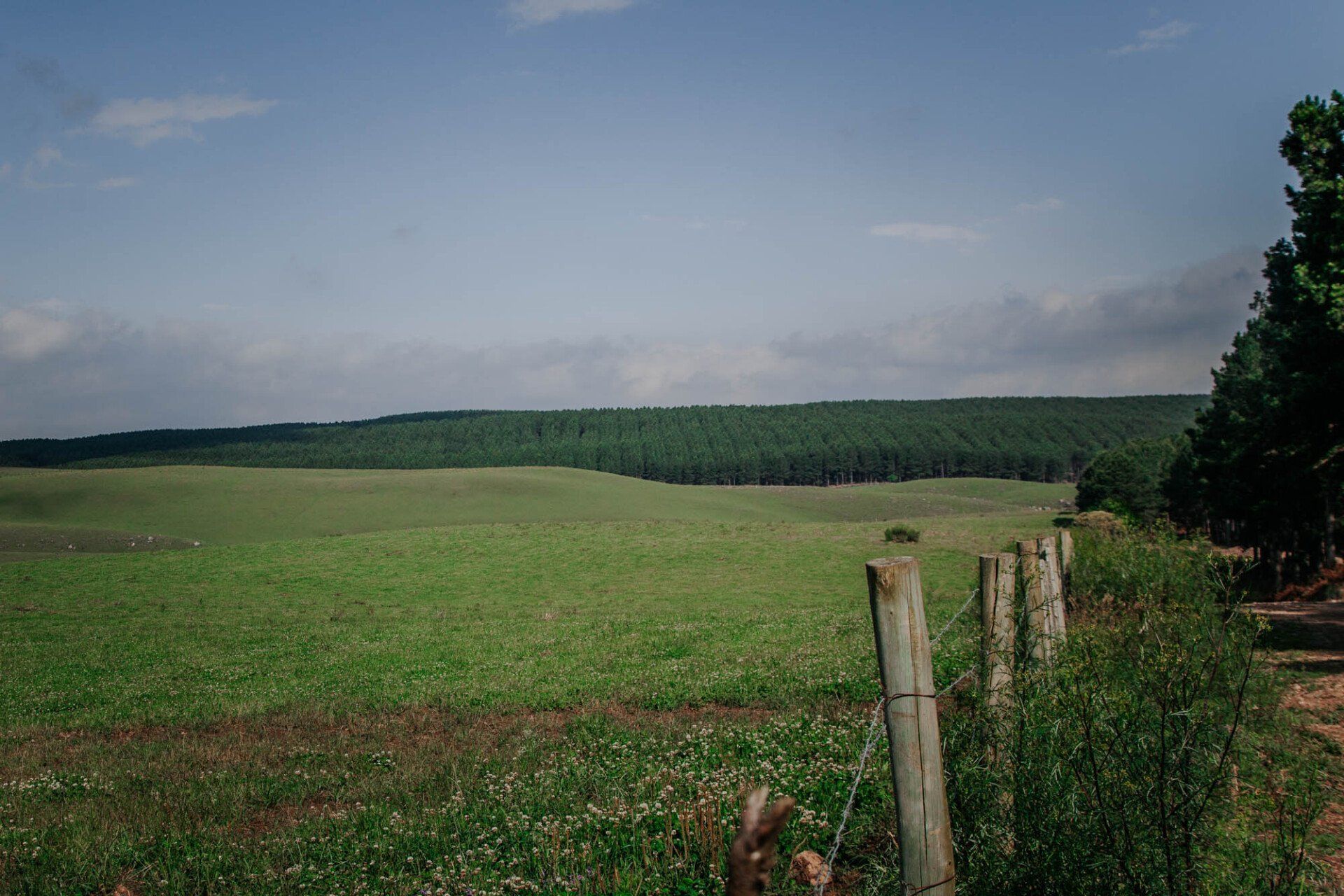 Uma cerca de madeira cerca um campo verde com árvores ao fundo.