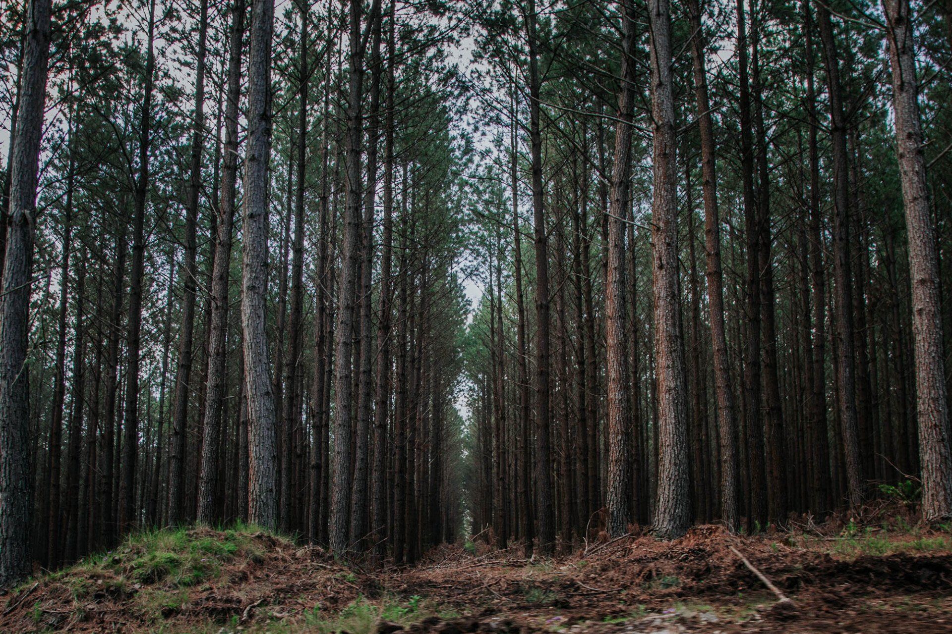 Uma floresta repleta de árvores e um caminho de terra.
