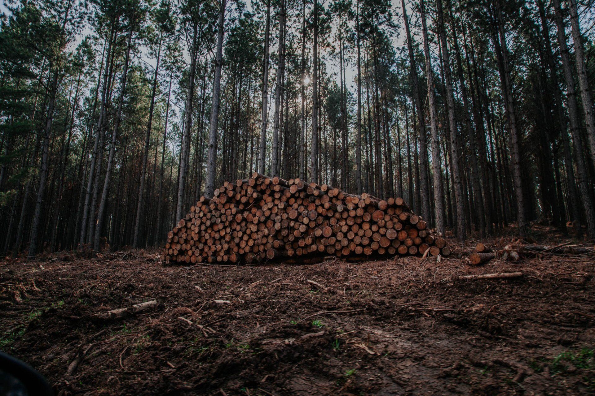 Uma pilha de toras no meio de uma floresta.