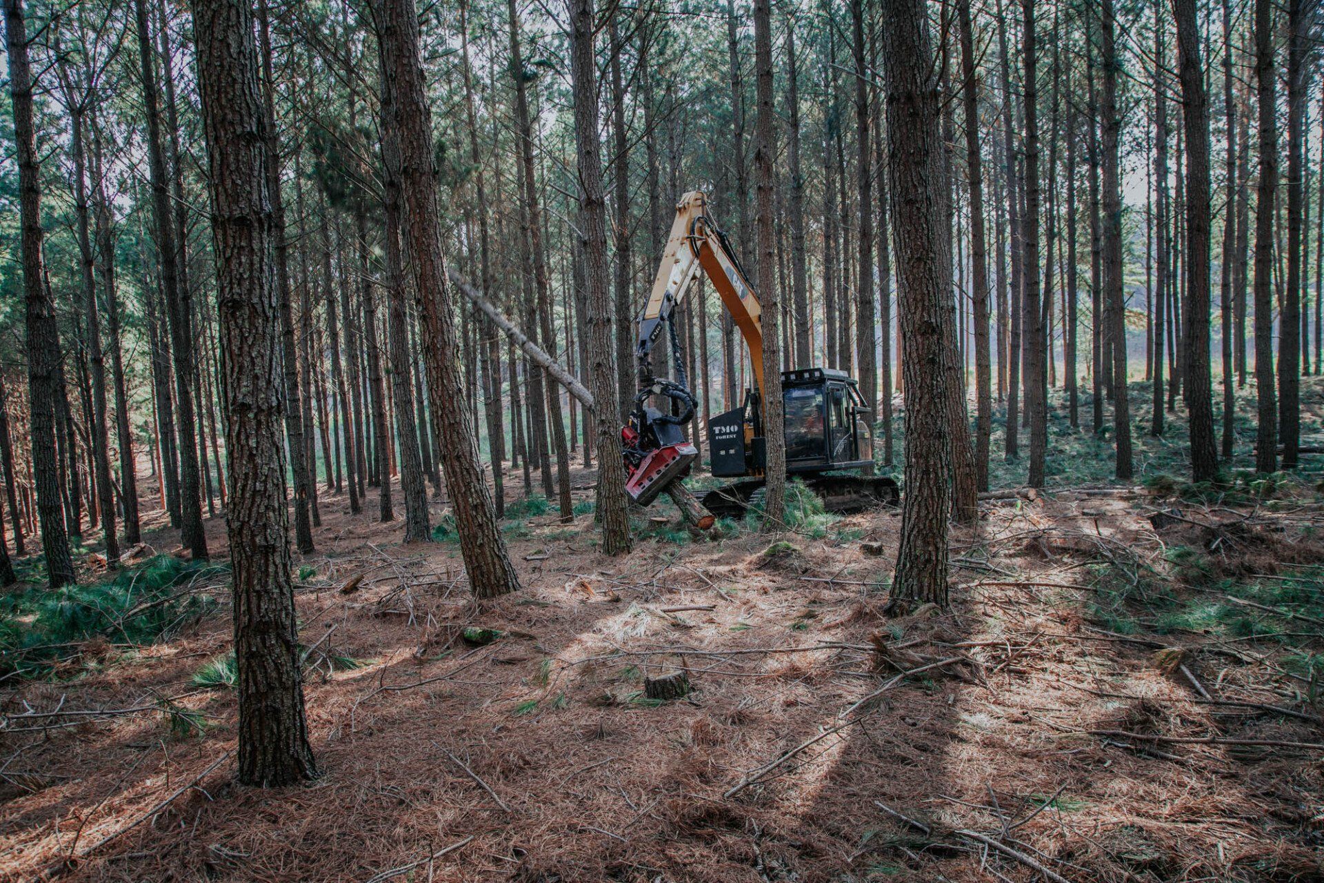 Uma grande escavadeira está parada no meio de uma floresta.
