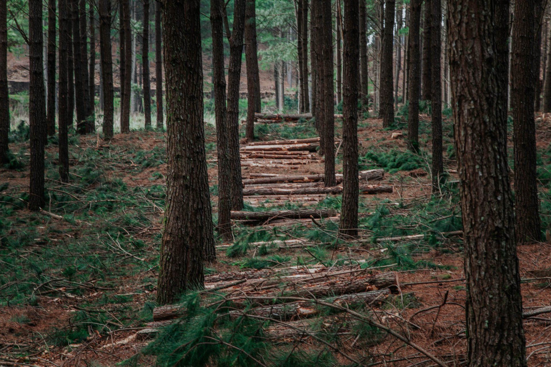 Um caminho no meio de uma floresta rodeada de árvores.